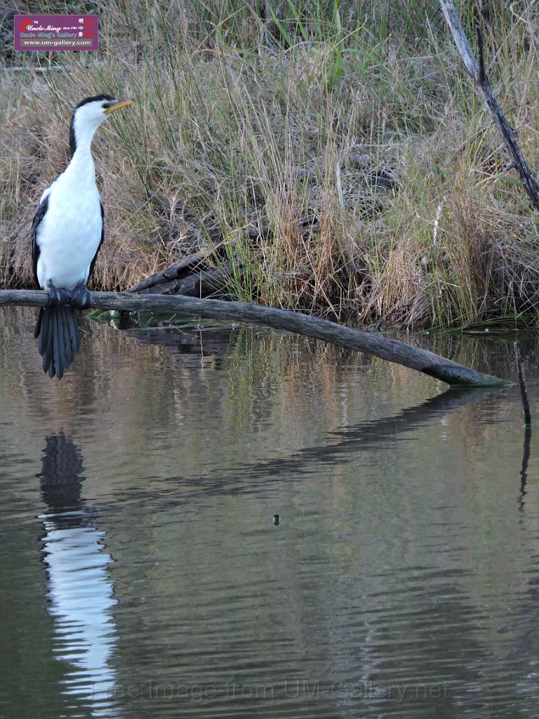 26072015sf Hunter Valley_DSCN9817.JPG